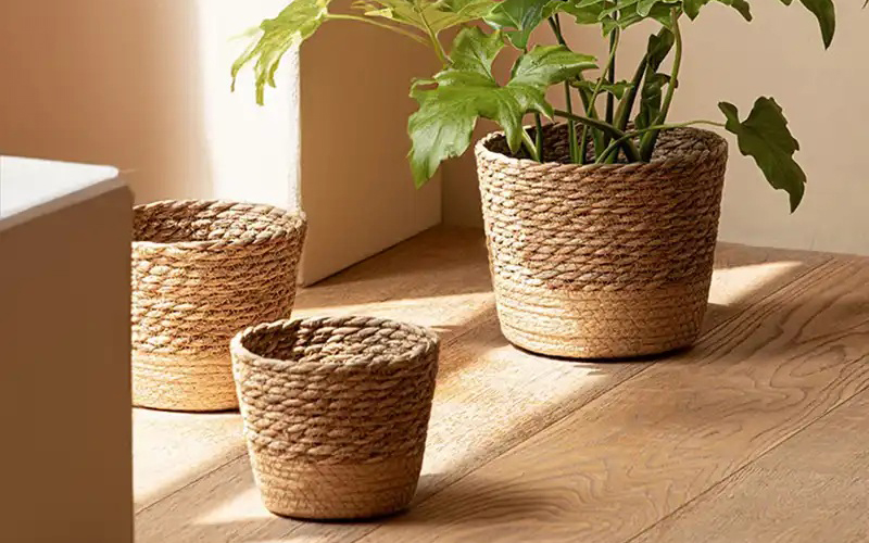 Straw series collection
